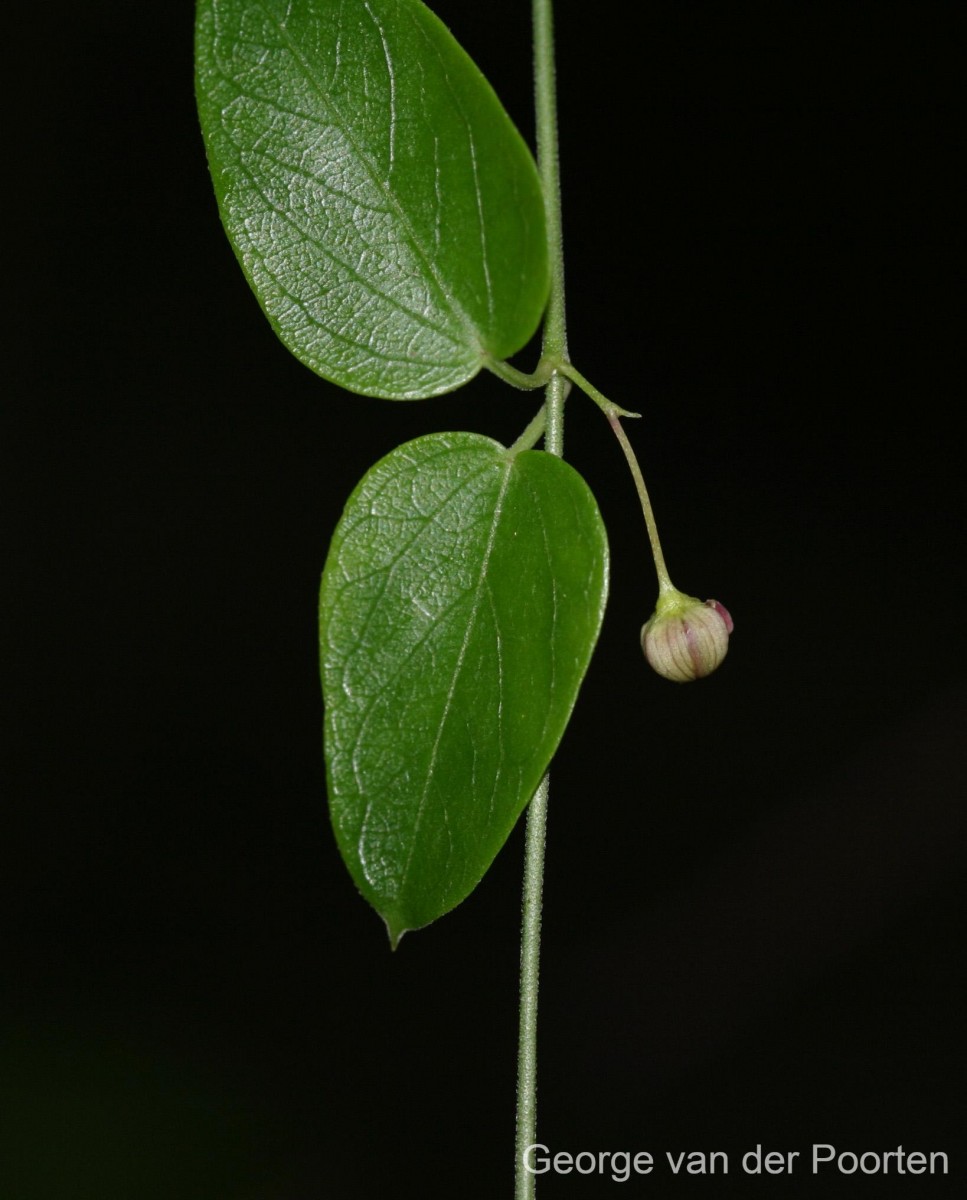 Vincetoxicum cordifolium (Thwaites) Kuntze